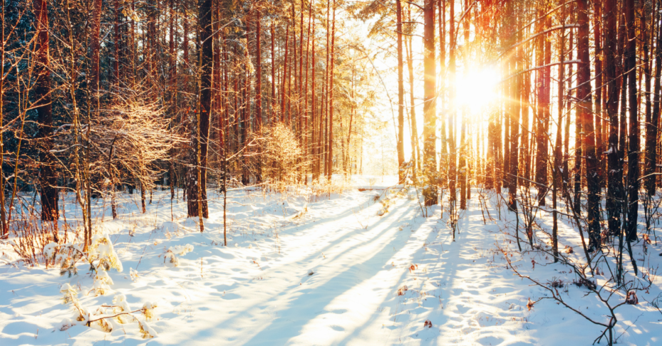 kuvituskuva uutiskirjeeseen, talvinen maisema, puita ja aurinko